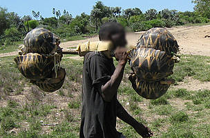 在Mahafaly高原盜獵陸龜的情況。圖片來自WWF。