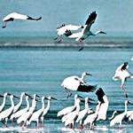 西伯利亞白鶴都會飛到鄱陽湖區過冬(圖片節錄自網路)