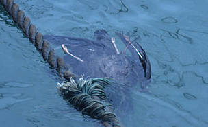 遭漁繩意外纏死的海鳥。照片提供：WWF。 Mike R. Jackson攝。