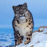 雪豹。照片由WWF提供，Klein & Hubert拍攝