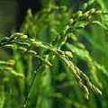 地球的稻類植物。