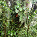 Monteverde Cloud ForestGMonteverdeaL