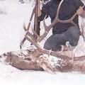 在蒙大拿的一處獵場裡，獵人手提公麋鹿。（照片版權歸屬 破碎之心獵場） 
