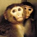 實驗室裡的猴子。（照片提供：合理對待動物組織）