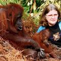 超市裡的棕櫚油正在危害紅毛猩猩