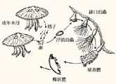 圖2.海月水母的生活史