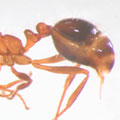 紅入侵火蟻 （Solenopsis invicta） 的工蟻階級腹部末端的螫針。