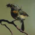 [j]߭IL Collared Bush Robin (Erithacus johnstoniae)