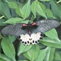 j  Papilio memnon heronus Fruhstorfer}@v