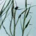1.n (Ectocarpus siliculosus)tlCbYҫƤlnAtlNqoXӡCۮ|@ѩ_SDC~AۡBtl骺~ΧۦPCoӼХO89~32bn˳(xn)Ĩ쪺AХs1849C