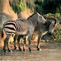 SҤs Equus zebra hartmannae