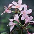 西施花 Rhododendron-latoucheae