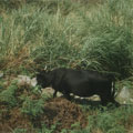 魚路附近偶爾可以看到黑色的神戶牛。