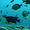 後壁湖海底世界；圖片來源：公共電視《我們的島》