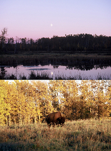 加拿大的糜鹿島國家公園是為了保育美洲野牛而劃設的， 公園內保留了多種不同的棲地型態。有做為美洲野牛的覓食區的草原，棲息用的森林，及供給飲水的沼澤區。因為這個國家公園的成立，也保育了岌岌可危的河狸。