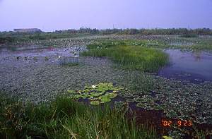 91年拍攝的水雉復育區第二期第8號生態池混生有菱角、睡蓮、印度莕菜，並混合種植荸薺、香蒲、蓮花等挺水性水生植物。