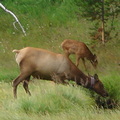 物種的活動、覓食與繁衍皆有其特定偏好的地理位置，圖為美洲赤鹿 (elks)