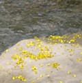 鐵刀木的黃色小花