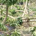 敏督利颱風來襲，農業損失高達82億，僅次於賀伯颱風。