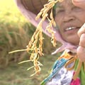 許多正要收成的稻子，遭到狂風折斷，泡水後長出綠芽。