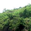 九份二山旁的中寮鄉和興村，地震後的山頭是光禿禿一片，3年前打樁編柵的坡地已經長滿綠色植被。