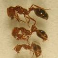 最引起關注的外來種：紅火蟻大小(照片來源:農委會防檢局)