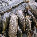 河殼菜蛤