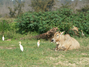 大黃牛與黃頭鷺