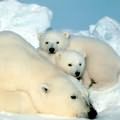 北極熊體內也出現環境荷爾蒙