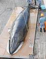 日本Nisshin Maru號捕鯨船捕獲的小鬚鯨