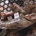 經歷孔雀石綠恐慌的石斑魚，現在也有了食品履歷。