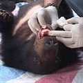 台灣野生動物救援隊幫亞洲黑熊做健康檢查