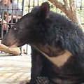 長期的監禁後讓亞洲黑熊身心嚴重受創