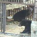 台灣野生救援隊協助黑熊展開定群的新生活
