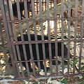 去年12月,越南政府查緝12隻亞洲黑熊,捕捉的目的可能是引流熊膽汁