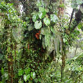 Monteverde Cloud Forest：Monteverde的熱帶雲霧林