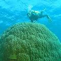 大堡礁渾然天成之美景。圖片提供： Eric Matson 。