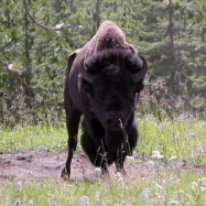 一隻美洲野牛突然衝著人群悶著頭疾行而來  圖片提供:林炘