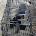 支付9000元押金借來的狗用誘捕籠，成功地誘捕到了流浪犬；圖片來源：cindy。