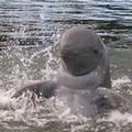 一隻在泰國出現的伊洛瓦底海豚；圖片來源：泰國漁業部