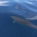 拉央拉央水面下鯨豚現蹤；圖片來源：公共電視《我們的島》