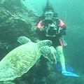 不怕人的海龜；圖片來源：公共電視《我們的島》