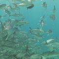 拉央拉央海底魚群；圖片來源：公共電視《我們的島》