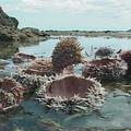 後壁湖海灣擁有全台僅有的珊瑚礁潟湖；圖片來源：公共電視《我們的島》