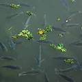 吳郭魚已成台灣中下游水域的優勢種；攝影：黃世仁