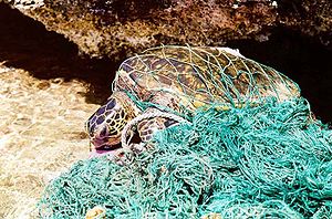 纏住海龜的「幽靈漁網」。照片來源：NOAA