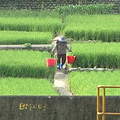 引霄裡溪灌溉的農田；圖片來源：公視「我們的島」