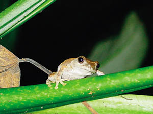 青蛙遇見強光會受到驚嚇而愣住不動；攝影：林政賢