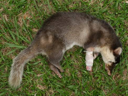 因犬瘟熱病毒感染而導致死亡的鼬獾