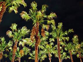 夜間在強光照射下的植物，生長容易受到干擾；圖片來源：新自然主義出版社